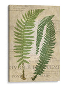 Fern Folio Iii - Vision Studio | Cuadro decorativo de Canvas Lab