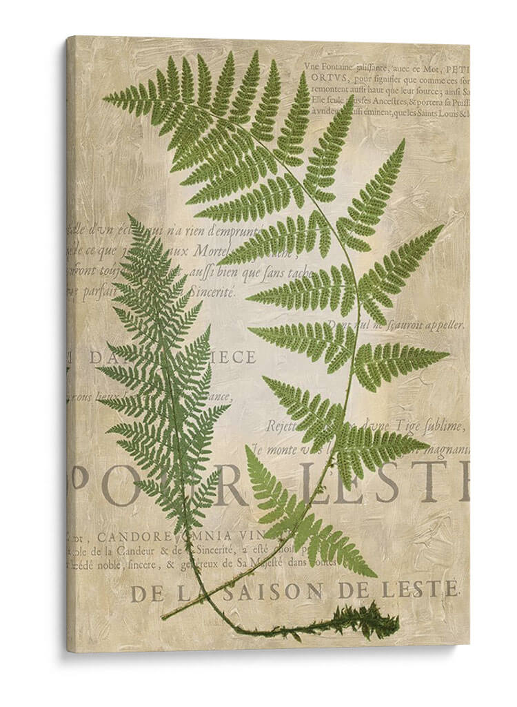 Fern Folio Iv - Vision Studio | Cuadro decorativo de Canvas Lab