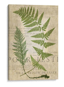 Fern Folio Iv - Vision Studio | Cuadro decorativo de Canvas Lab
