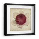 Pop Floral Iv - Vision Studio | Cuadro decorativo de Canvas Lab