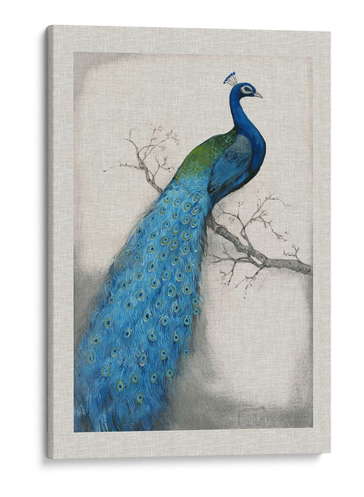 Peacock Azul I (Ash) - Tim OToole | Cuadro decorativo de Canvas Lab