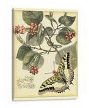 Mariposas Caprichosas I - Vision Studio | Cuadro decorativo de Canvas Lab