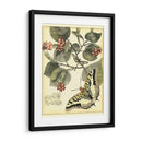 Mariposas Caprichosas I - Vision Studio | Cuadro decorativo de Canvas Lab