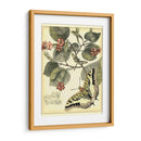 Mariposas Caprichosas I - Vision Studio | Cuadro decorativo de Canvas Lab