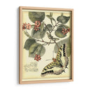 Mariposas Caprichosas I - Vision Studio | Cuadro decorativo de Canvas Lab