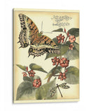 Mariposas Caprichosas Ii - Vision Studio | Cuadro decorativo de Canvas Lab