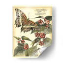 Mariposas Caprichosas Ii - Vision Studio | Cuadro decorativo de Canvas Lab