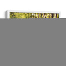 Luz Del Sol En Jakes Creek Ii - Danny Head | Cuadro decorativo de Canvas Lab