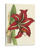 Amaryllis I - Hogg | Cuadro decorativo de Canvas Lab