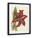 Amaryllis I - Hogg | Cuadro decorativo de Canvas Lab