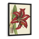 Amaryllis I - Hogg | Cuadro decorativo de Canvas Lab