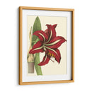 Amaryllis I - Hogg | Cuadro decorativo de Canvas Lab