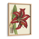 Amaryllis I - Hogg | Cuadro decorativo de Canvas Lab