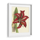 Amaryllis I - Hogg | Cuadro decorativo de Canvas Lab