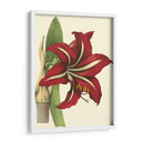 Amaryllis I - Hogg | Cuadro decorativo de Canvas Lab