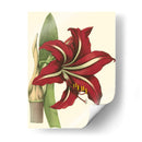 Amaryllis I - Hogg | Cuadro decorativo de Canvas Lab