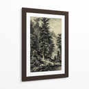 Abeto Noble - Ernst Heyn | Cuadro decorativo de Canvas Lab