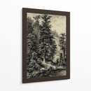 Abeto Noble - Ernst Heyn | Cuadro decorativo de Canvas Lab