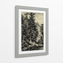 Abeto Noble - Ernst Heyn | Cuadro decorativo de Canvas Lab