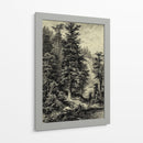 Abeto Noble - Ernst Heyn | Cuadro decorativo de Canvas Lab