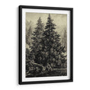 Pino De Abeto - Ernst Heyn | Cuadro decorativo de Canvas Lab