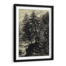 Árbol De Alerce - Ernst Heyn | Cuadro decorativo de Canvas Lab