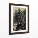 Árbol De Alerce - Ernst Heyn | Cuadro decorativo de Canvas Lab