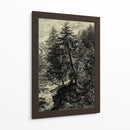 Árbol De Alerce - Ernst Heyn | Cuadro decorativo de Canvas Lab