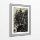 Árbol De Alerce - Ernst Heyn | Cuadro decorativo de Canvas Lab