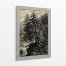 Árbol De Alerce - Ernst Heyn | Cuadro decorativo de Canvas Lab
