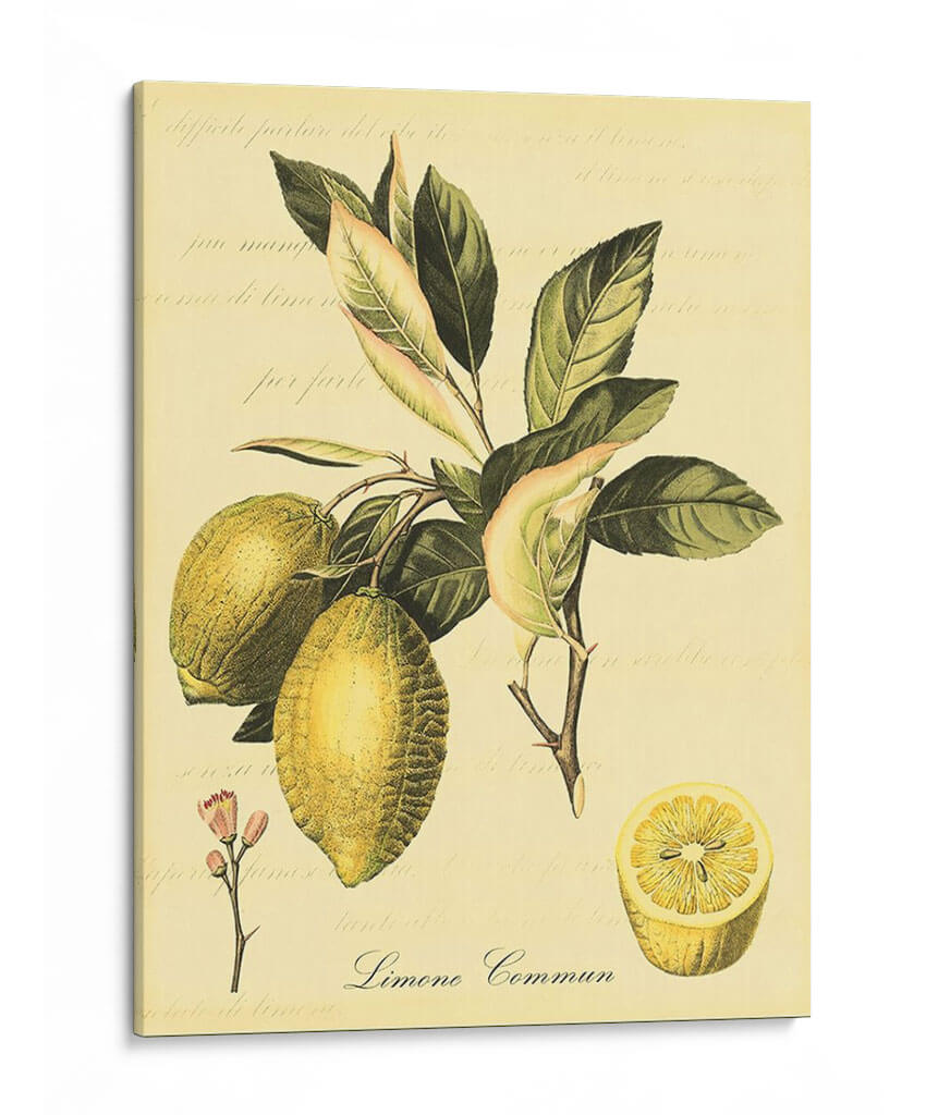 Petite Fruits Toscanos Ii - Vision Studio | Cuadro decorativo de Canvas Lab