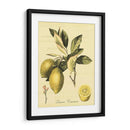 Petite Fruits Toscanos Ii - Vision Studio | Cuadro decorativo de Canvas Lab
