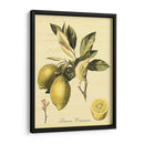 Petite Fruits Toscanos Ii - Vision Studio | Cuadro decorativo de Canvas Lab