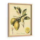 Petite Fruits Toscanos Ii - Vision Studio | Cuadro decorativo de Canvas Lab