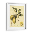 Petite Fruits Toscanos Ii - Vision Studio | Cuadro decorativo de Canvas Lab