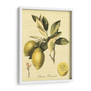Petite Fruits Toscanos Ii - Vision Studio | Cuadro decorativo de Canvas Lab