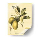 Petite Fruits Toscanos Ii - Vision Studio | Cuadro decorativo de Canvas Lab