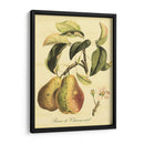 Petite Fruits Toscanos Iv - Vision Studio | Cuadro decorativo de Canvas Lab