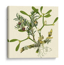 Rama De Muérdago - Vision Studio | Cuadro decorativo de Canvas Lab