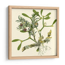 Rama De Muérdago - Vision Studio | Cuadro decorativo de Canvas Lab