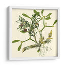 Rama De Muérdago - Vision Studio | Cuadro decorativo de Canvas Lab