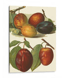 Variedades De Ciruela I - John Wright | Cuadro decorativo de Canvas Lab