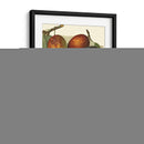 Variedades De Ciruela I - John Wright | Cuadro decorativo de Canvas Lab