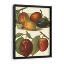 Variedades De Ciruela I - John Wright | Cuadro decorativo de Canvas Lab