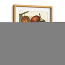 Variedades De Ciruela I - John Wright | Cuadro decorativo de Canvas Lab