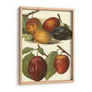Variedades De Ciruela I - John Wright | Cuadro decorativo de Canvas Lab