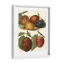 Variedades De Ciruela I - John Wright | Cuadro decorativo de Canvas Lab