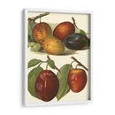 Variedades De Ciruela I - John Wright | Cuadro decorativo de Canvas Lab