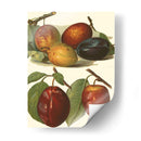 Variedades De Ciruela I - John Wright | Cuadro decorativo de Canvas Lab