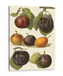 Variedades De Ciruela Ii - John Wright | Cuadro decorativo de Canvas Lab